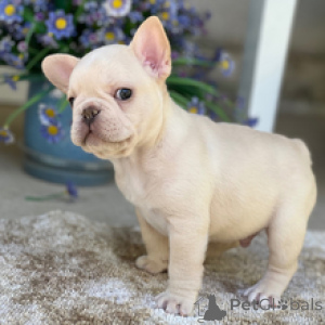Photo №1. french bulldog - for sale in the city of Berlin | negotiated | Announcement № 167061