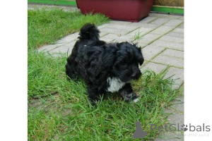 Photo №1. bolonka - for sale in the city of Ludwigsburg | negotiated | Announcement № 167106