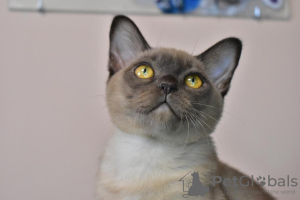 Photo №4. I will sell burmese cat in the city of Москва. from nursery, breeder - price - 653$