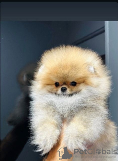 Additional photos: Pomeranian, puppies of the highest quality