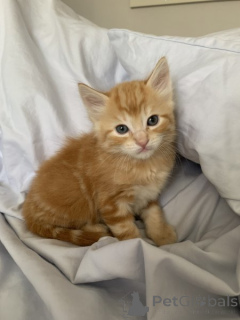 Photo №2 to announcement № 134855 for the sale of maine coon - buy in Germany private announcement, from nursery, from the shelter, breeder