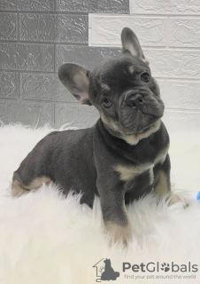 Photo №2 to announcement № 17661 for the sale of french bulldog - buy in Russian Federation from nursery