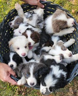 Photo №1. border collie - for sale in the city of Brussels | 723$ | Announcement № 163116