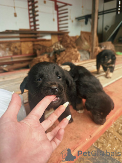 Additional photos: Baby puppies are urgently looking for a home!