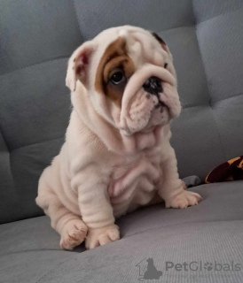 Photo №1. english bulldog - for sale in the city of Кельце | 1388$ | Announcement № 123287