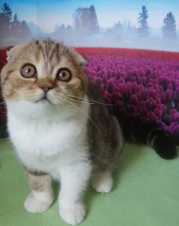 Photo №2 to announcement № 7009 for the sale of scottish fold - buy in Russian Federation from nursery