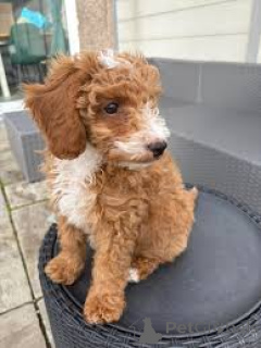 Photo №3. Labradoodle-puppy's te koop. Netherlands