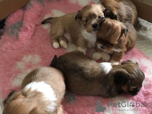 Photo №1. lhasa apso - for sale in the city of Gelsenkirchen | 350$ | Announcement № 127307