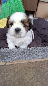 Photo №2 to announcement № 145735 for the sale of leonberger, louisiana catahoula leopard dog, lhasa apso, pomeranian, poodle (dwarf), shih tzu - buy in Estonia private announcement, from nursery, breeder