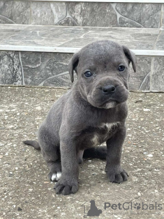 Photo №2 to announcement № 53637 for the sale of cane corso - buy in Serbia private announcement