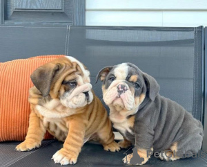 Photo №1. english bulldog - for sale in the city of Berlin | Is free | Announcement № 124997