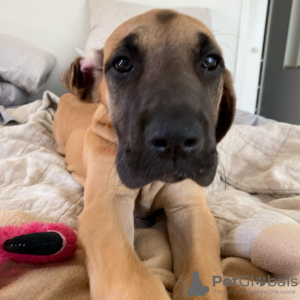Photo №2 to announcement № 100196 for the sale of great dane - buy in Hungary private announcement