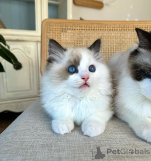 Photo №1. ragdoll - for sale in the city of Даллас | 280$ | Announcement № 105106