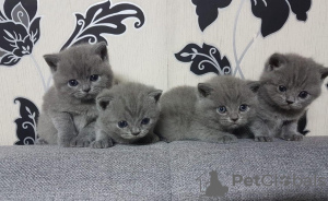 Photo №1. british shorthair - for sale in the city of Тикси | 400$ | Announcement № 46472