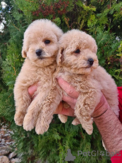 Photo №2 to announcement № 84153 for the sale of maltipu - buy in Serbia breeder