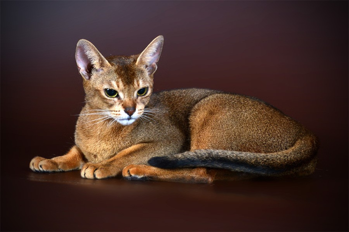 Abyssinian cat character, nutrition, care