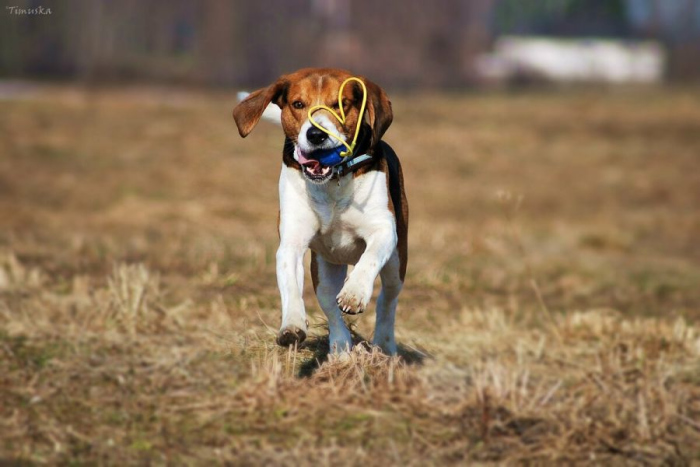 are estonian hound aggressive