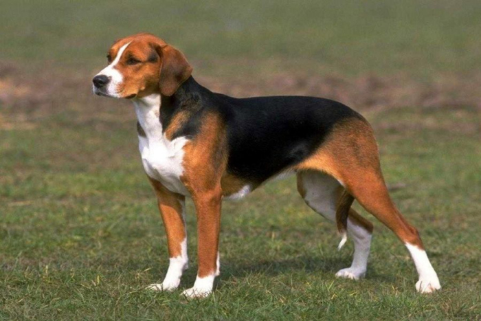 are estonian hound aggressive