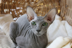 Peterbald