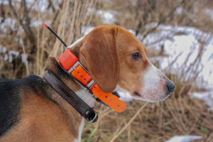 GPS collar: an unnecessary bauble, or a life-saving device?