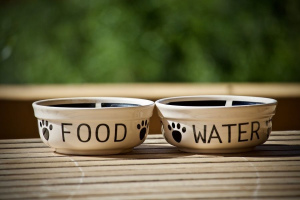 Feeders and pet bowls: what to choose?