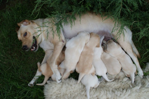 Childbirth in dogs: how they pass and what help to provide to the animal