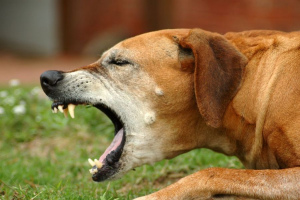 Dog Cough: Causes and Treatment