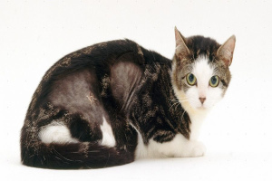 Cat Dermatitis: Types, Symptoms and Treatment