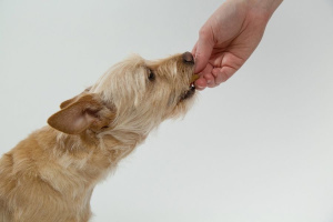 Vitamins and delicacies for animals: marketing tricks or a vital necessity?