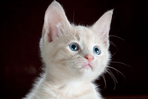 Which cat to choose for a child: 5 best breeds