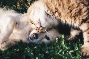 Friendship cats and dogs: how to achieve a successful neighborhood?