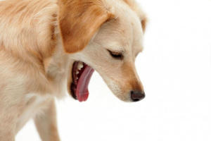 White, yellow vomiting in a dog: causes, treatment