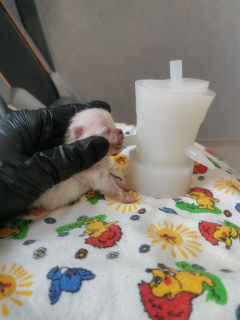 Feeding newborn puppies