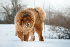 10 biggest dogs in the world