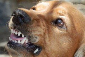 Aggressive dog: eliminate the causes of bad behavior