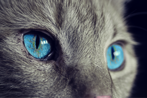 Frequent Cat Disease: Symptoms and Treatment