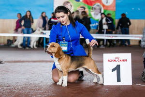 Schedule of dog shows in Russia