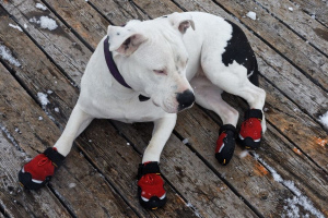 Dogo Argentino