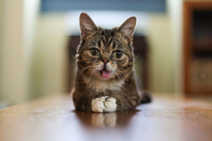 Why do cats stick out the tip of their tongue?