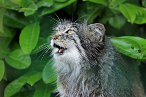 Wild cats: names and descriptions of rare breeds