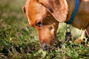 Dog eats excrement: why and how to fight?