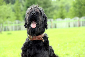 Black Russian Terrier