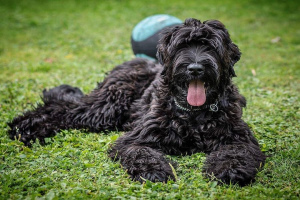 Black Russian Terrier