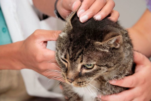 Ear tick in cats: symptoms and treatment