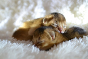 Cat Births: Stages, Possible Complications, and Postpartum Care