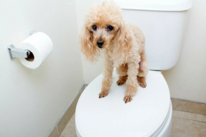 Diarrhea in a dog: causes, treatment