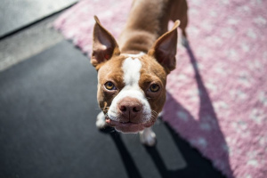 7 major mistakes in caring for a dog