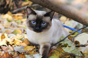 Mekong Bobtail Cat