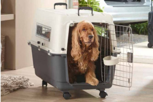 How to choose the right carrier for dogs and cats