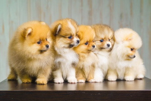 How many puppies give birth to dogs of different breeds?